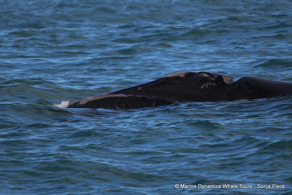 Southern right whale, whale watching, gansbaai, south africa,