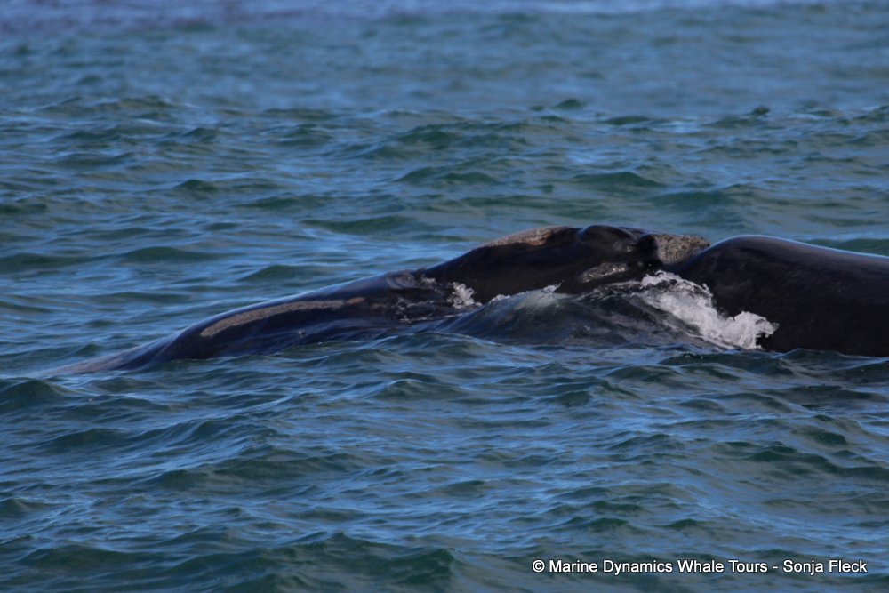Southern right whale, whale watching, gansbaai, south africa,