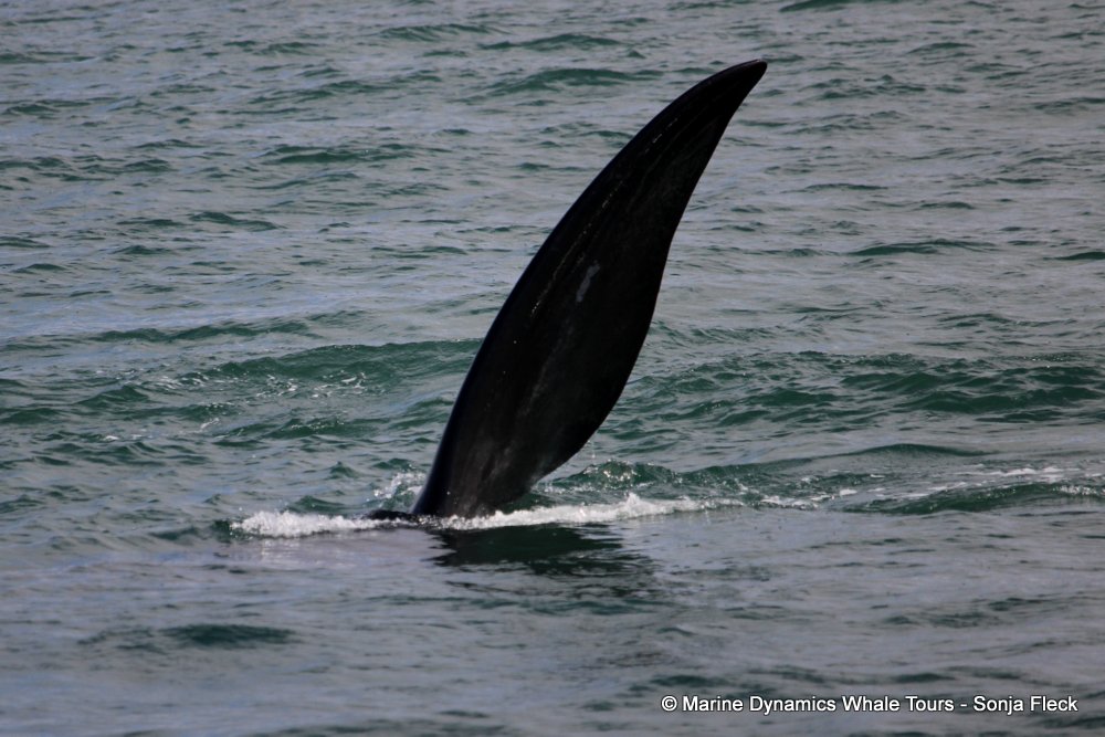 Southern right whale, whale watching, gansbaai, south africa,