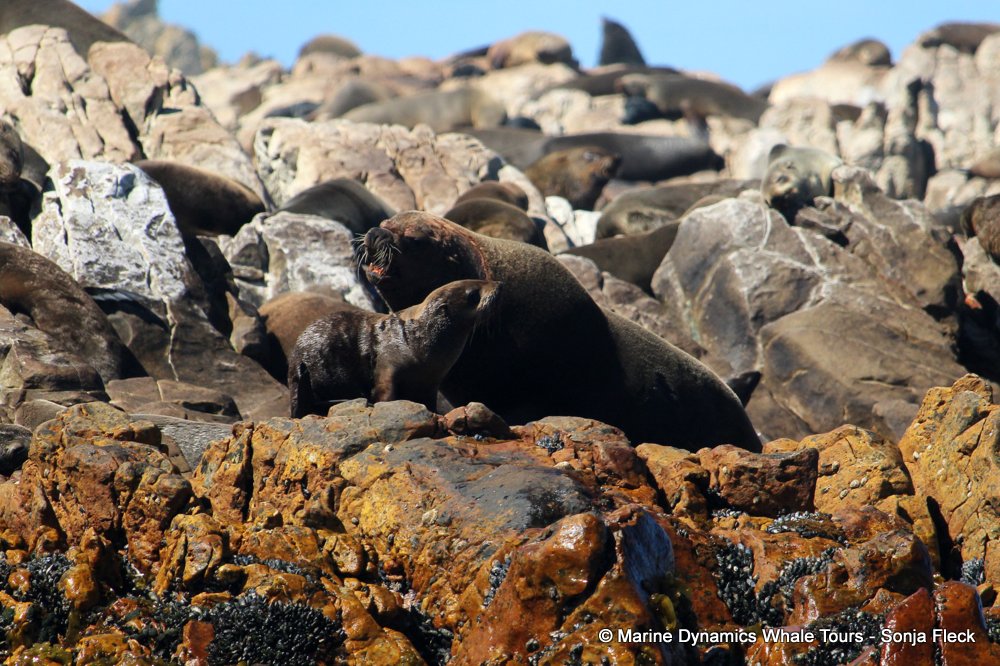 cape fur seal, whale watching, gansbaai, south africa