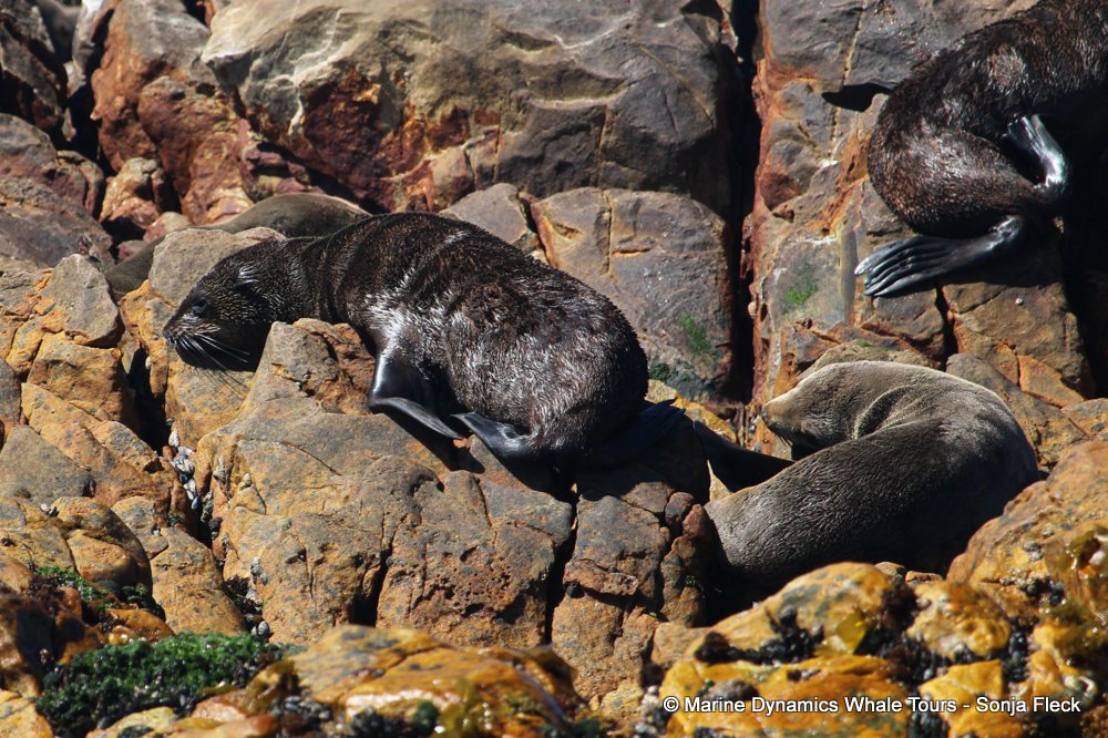 cape fur seal, whale watching, gansbaai, south africa
