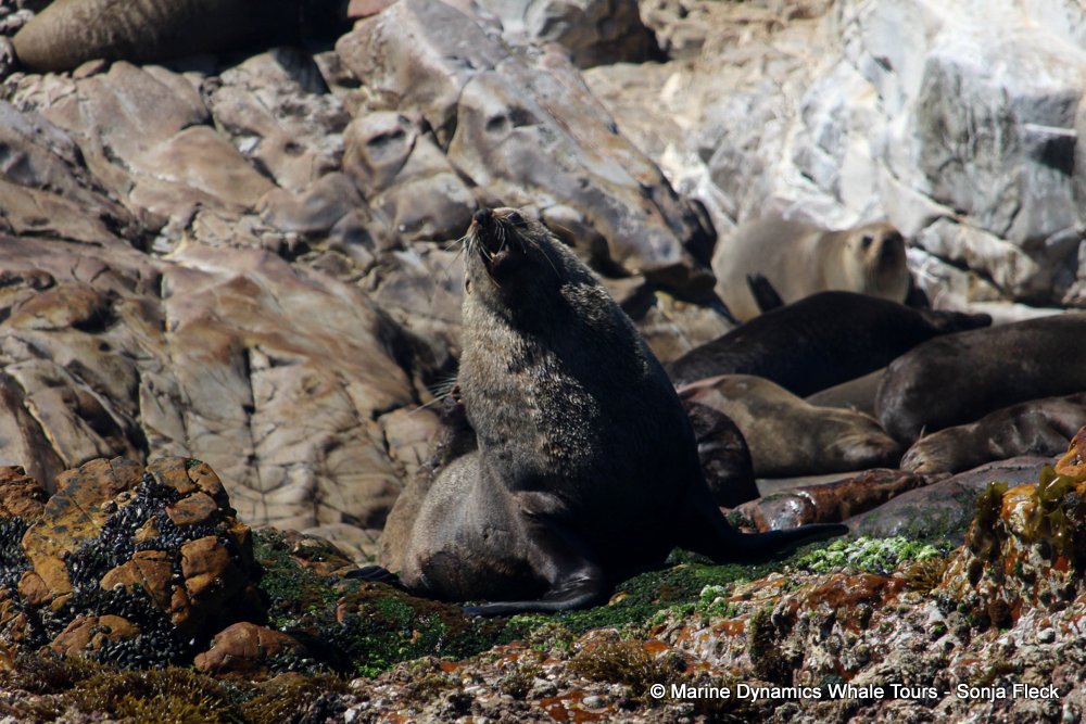 cape fur seals, whale watching, gansbaai, south africa,