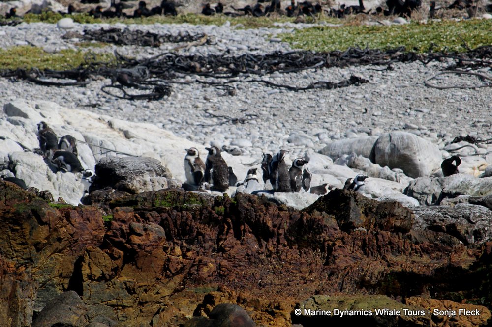 african penguin, whale watching, gansbaai, south africa