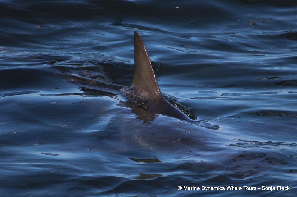 bronze whaler shark, whale watching, gansbaai, south africa,