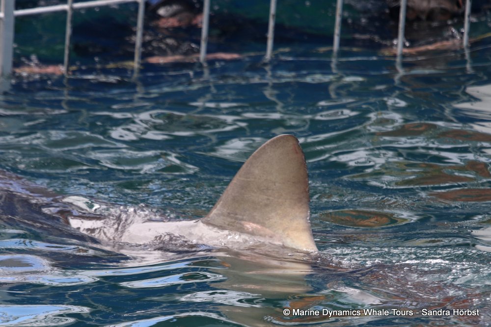 bronze whaler shark, whale watching, gansbaai, south africa,
