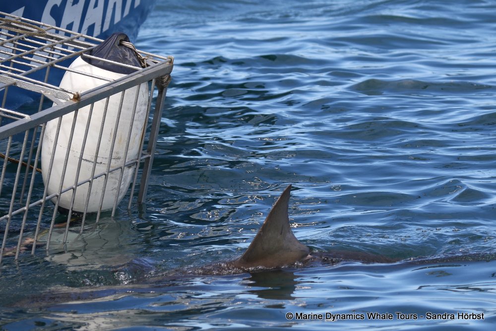 bronze whaler shark, whale watching, gansbaai, south africa,