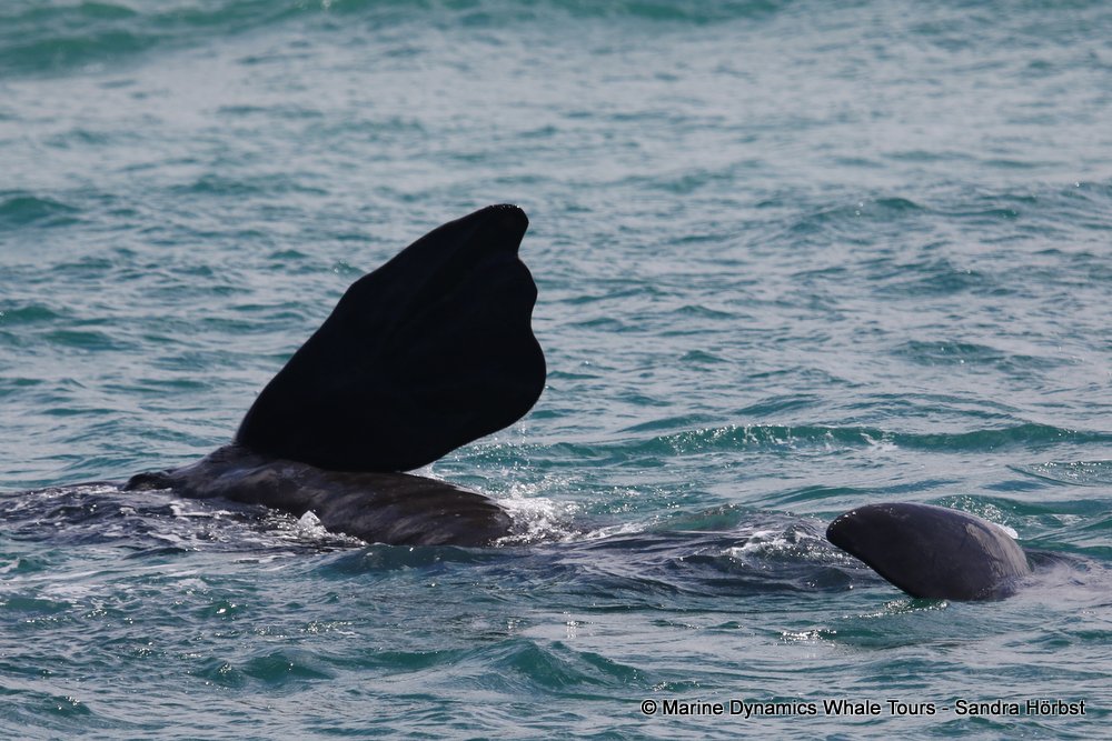 Southern right whale, whale watching, gansbaai, south africa,
