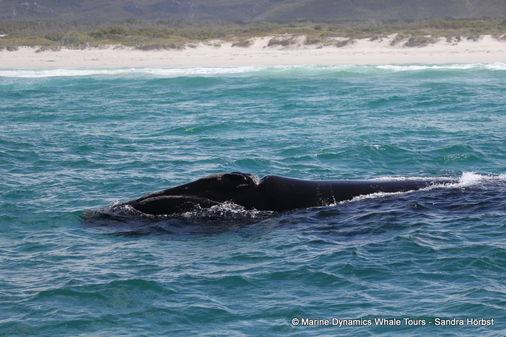 Southern right whale, whale watching, gansbaai, south africa,