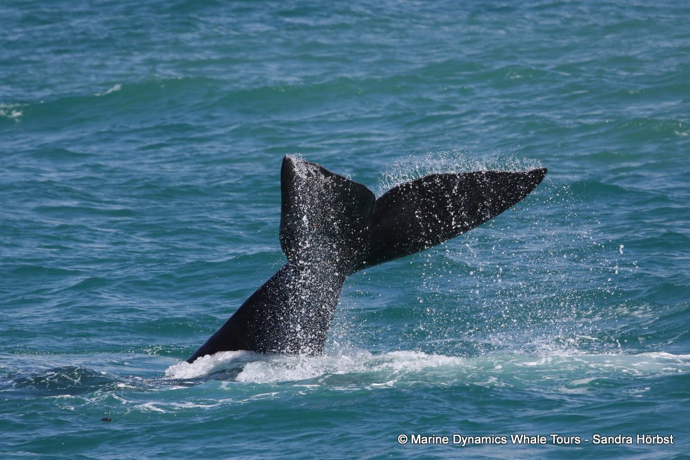 Southern right whale, whale watching, gansbaai, south africa,