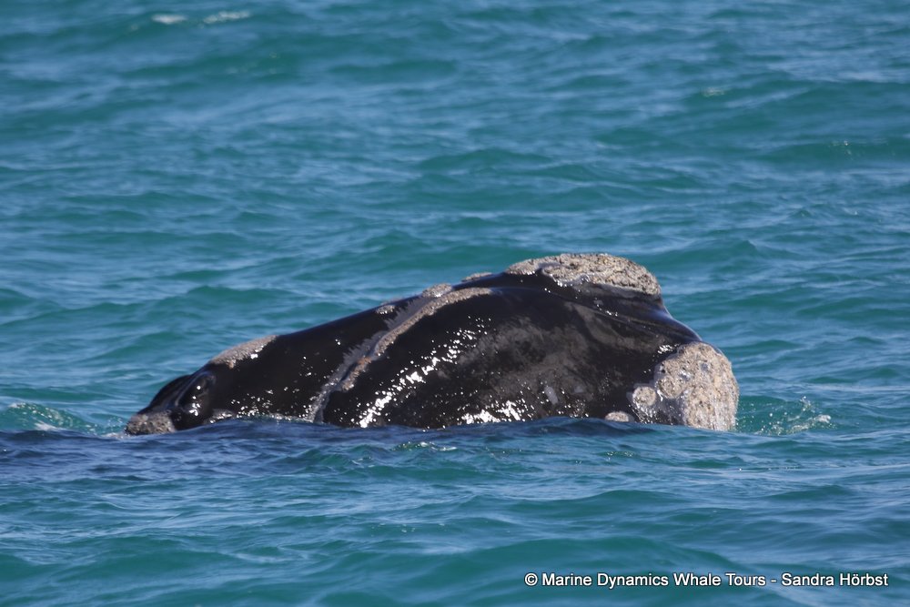 Marine Big 5 Daily Blog 23 November