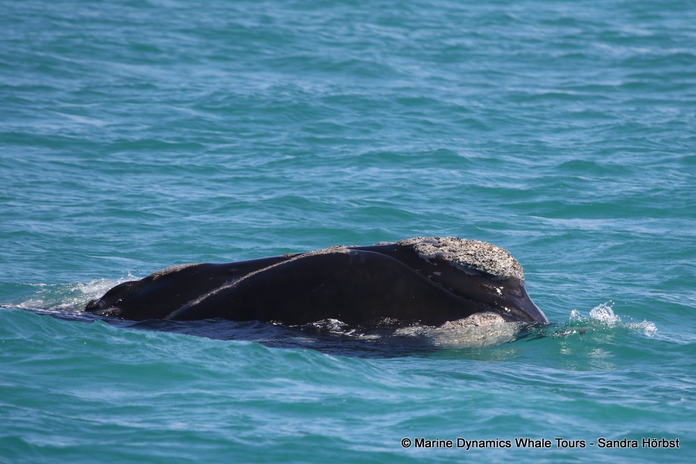 Southern right whale, whale watching, gansbaai, south africa,