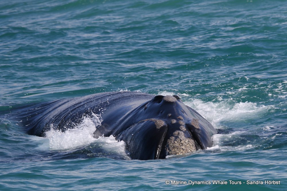 Southern right whale, whale watching, gansbaai, south africa,