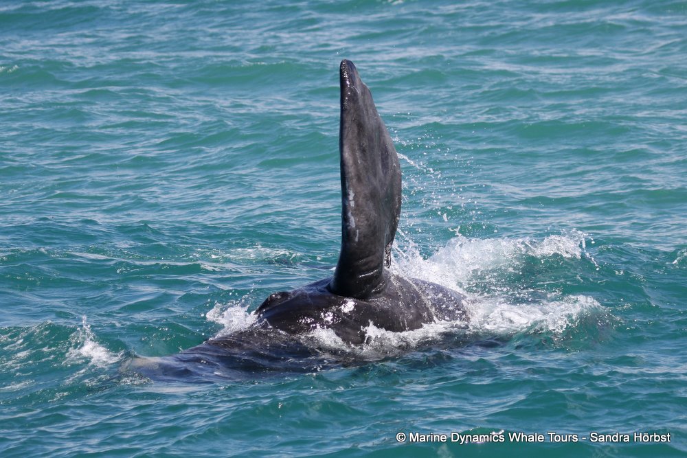 Southern right whale, whale watching, gansbaai, south africa,