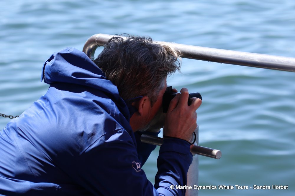 people, whale watching, gansbaai, south africa