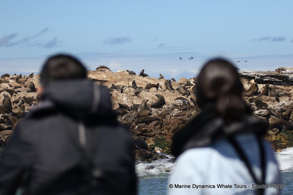 people, whale watching, gansbaai, south africa
