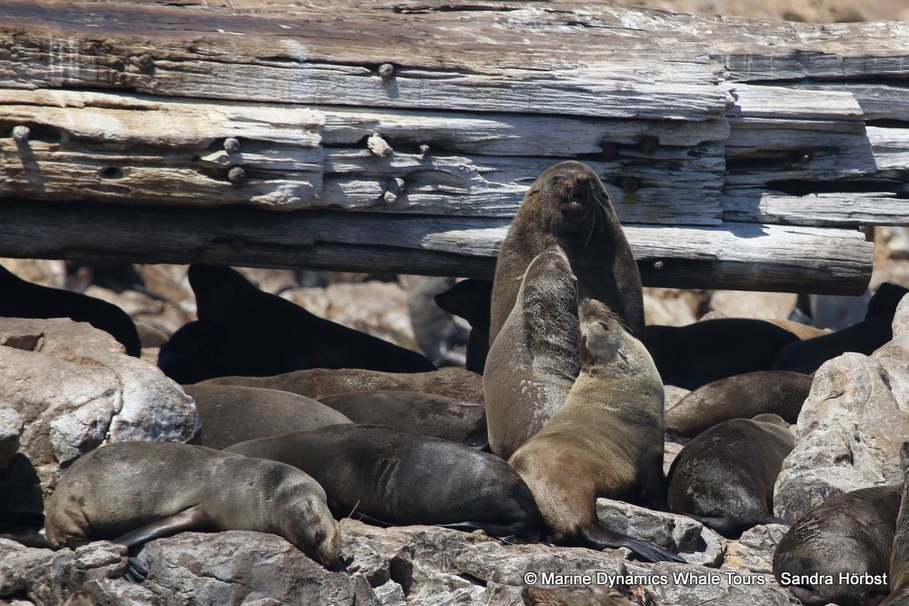 cape fur seal, whale watching, gansbaai, south africa