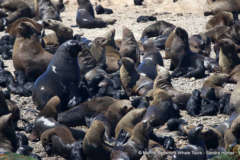 cape fur seal colony, whale watching, gansbaai, south africa,