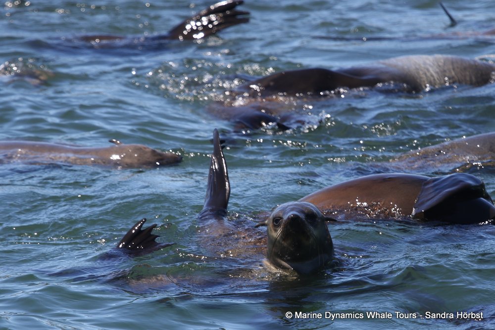 cape fur seal, whale watching, gansbaai, south africa