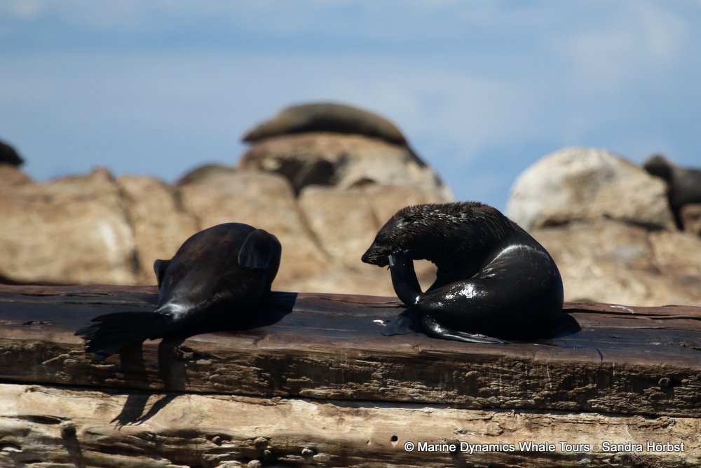 cape fur seal, whale watching, gansbaai, south africa