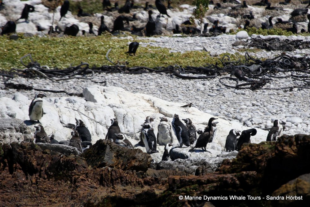 penguins, whale watching, gansbaai, south africa,
