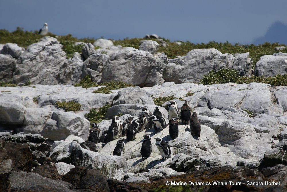 penguins, whale watching, gansbaai, south africa,