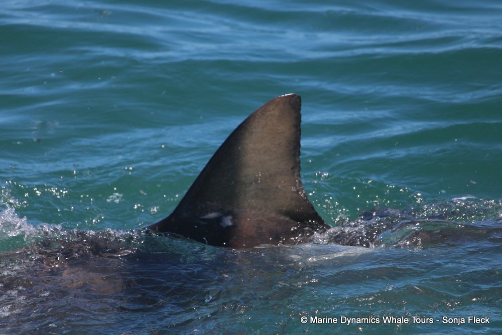 bronze whaler shark, whale watching, gansbaai, south africa,