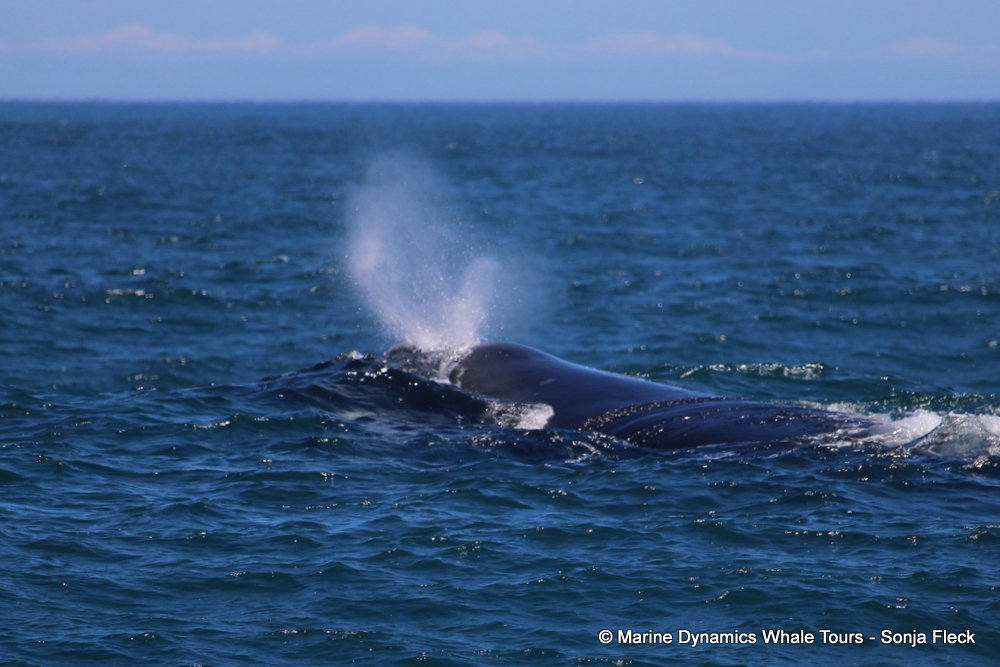 Southern right whale, whale watching, gansbaai, south africa,