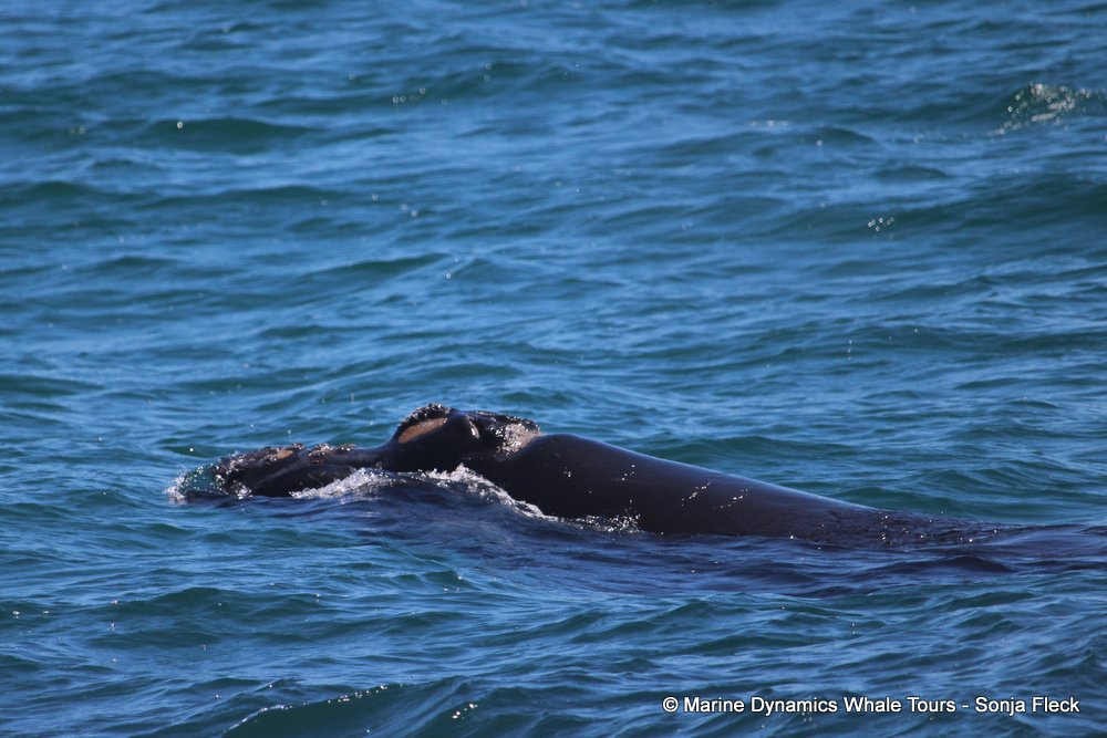 Southern right whale, whale watching, gansbaai, south africa,
