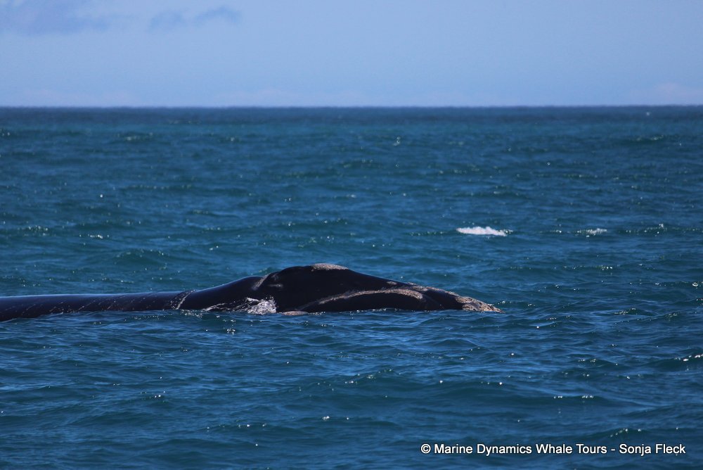 Southern right whale, whale watching, gansbaai, south africa,