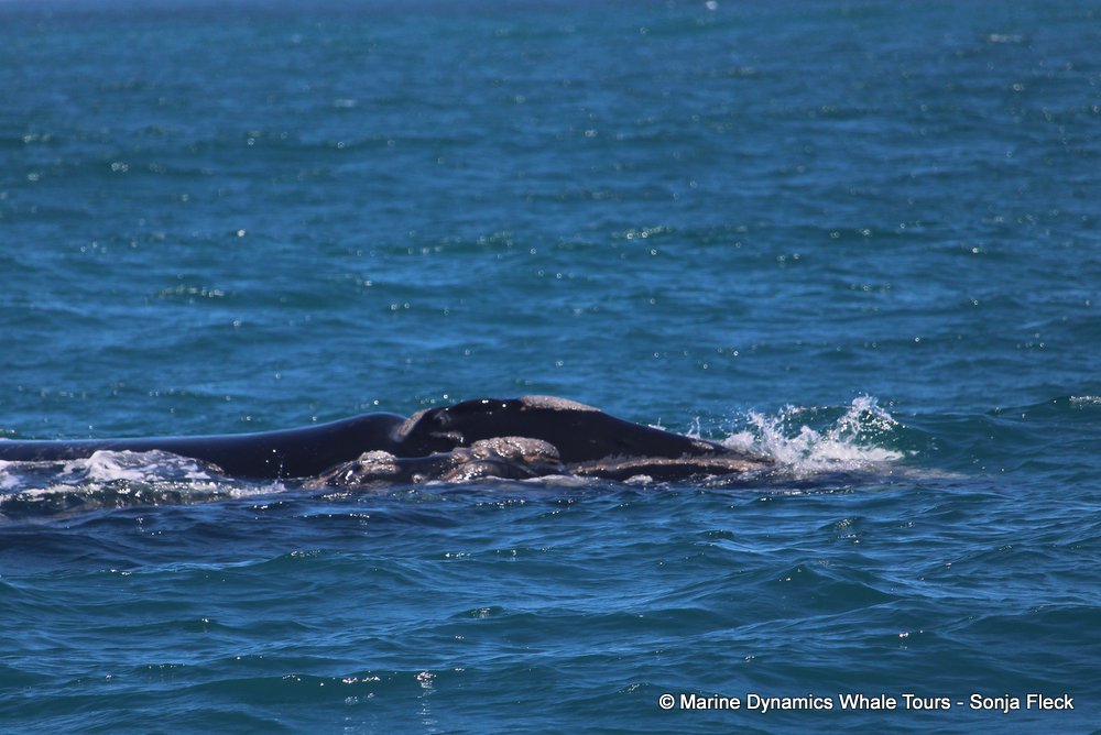 Southern right whale, whale watching, gansbaai, south africa,