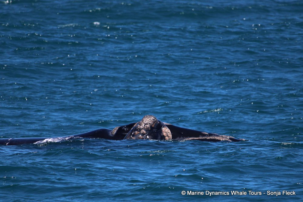 Southern right whale, whale watching, gansbaai, south africa,