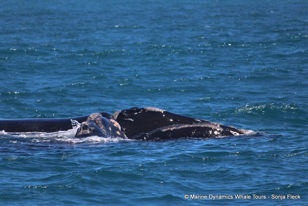 Southern right whale, whale watching, gansbaai, south africa,