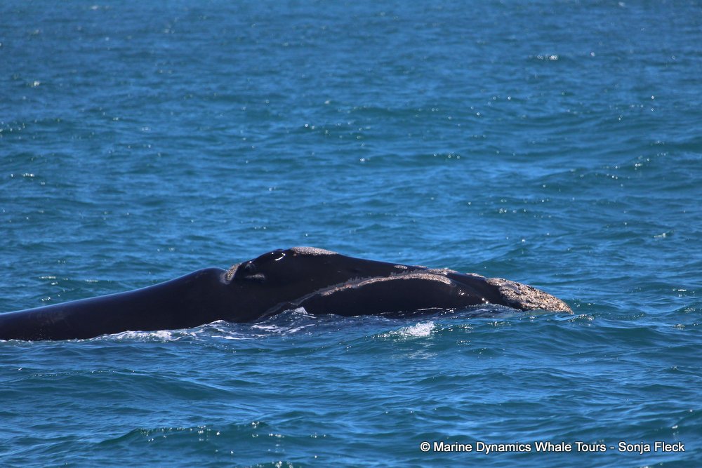 Southern right whale, whale watching, gansbaai, south africa,
