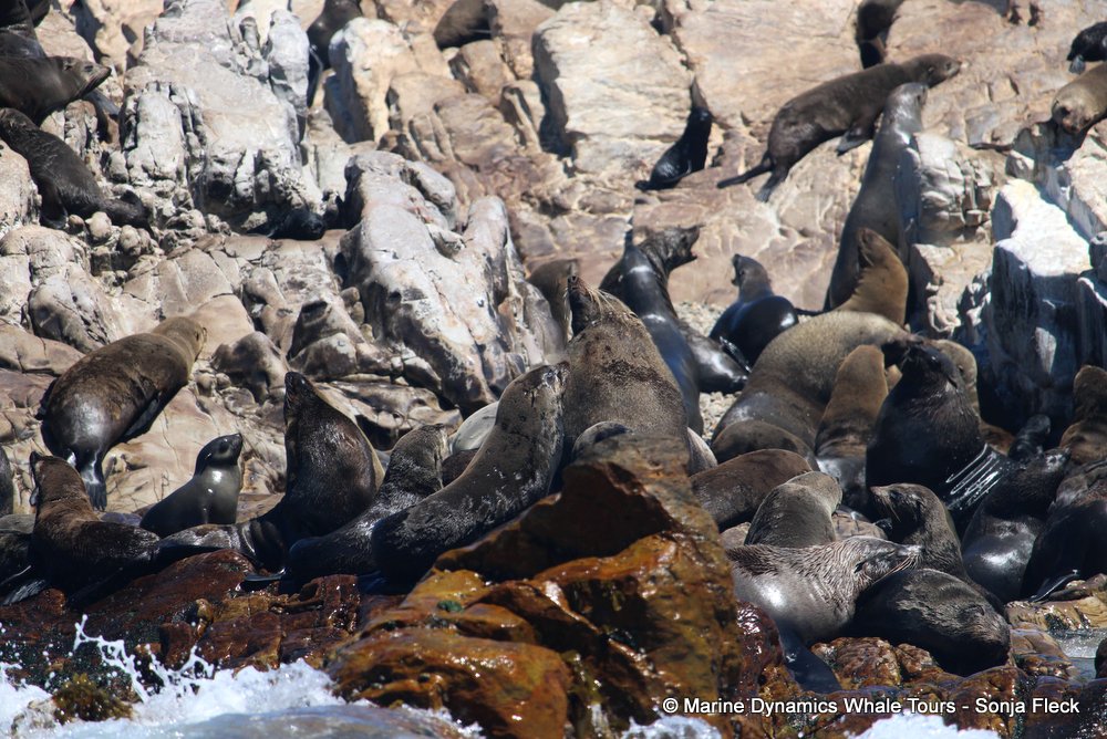 cape fur seal, whale watching, gansbaai, south africa