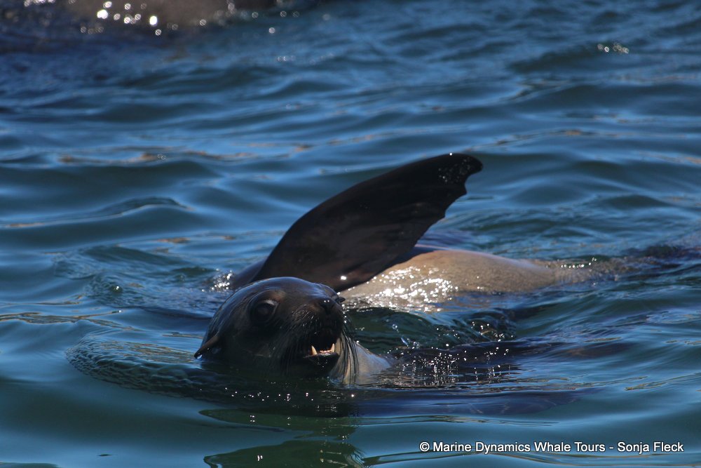 cape fur seal, whale watching, gansbaai, south africa