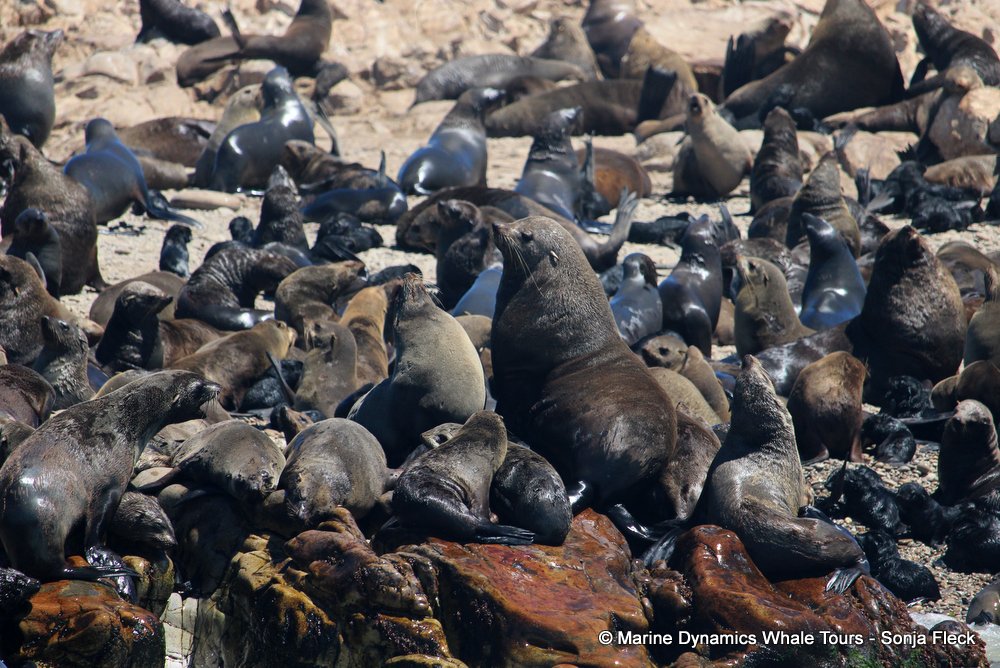 cape fur seal, whale watching, gansbaai, south africa