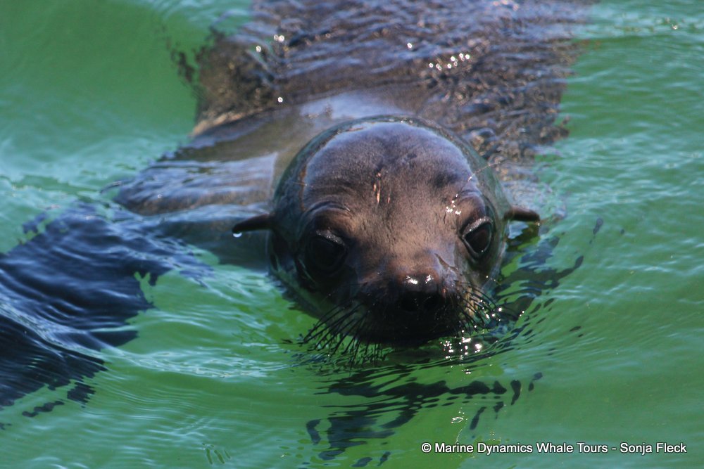 cape fur seal, whale watching, gansbaai, south africa