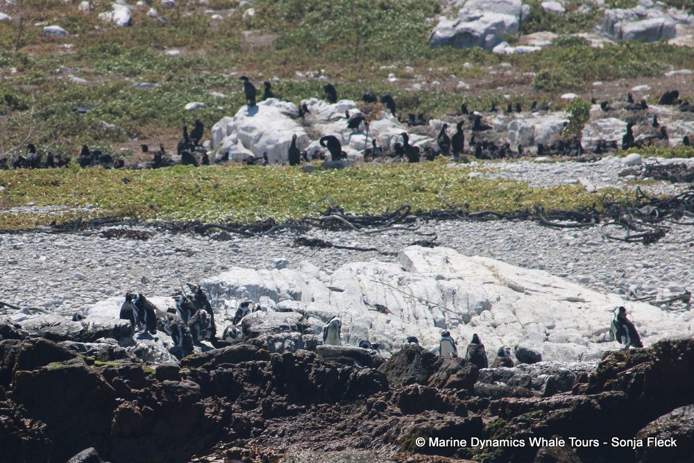 penguins, whale watching, gansbaai, south africa,
