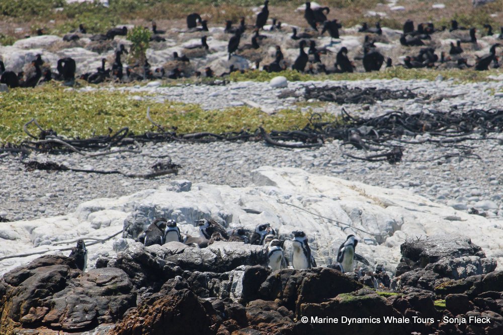 penguins, whale watching, gansbaai, south africa,
