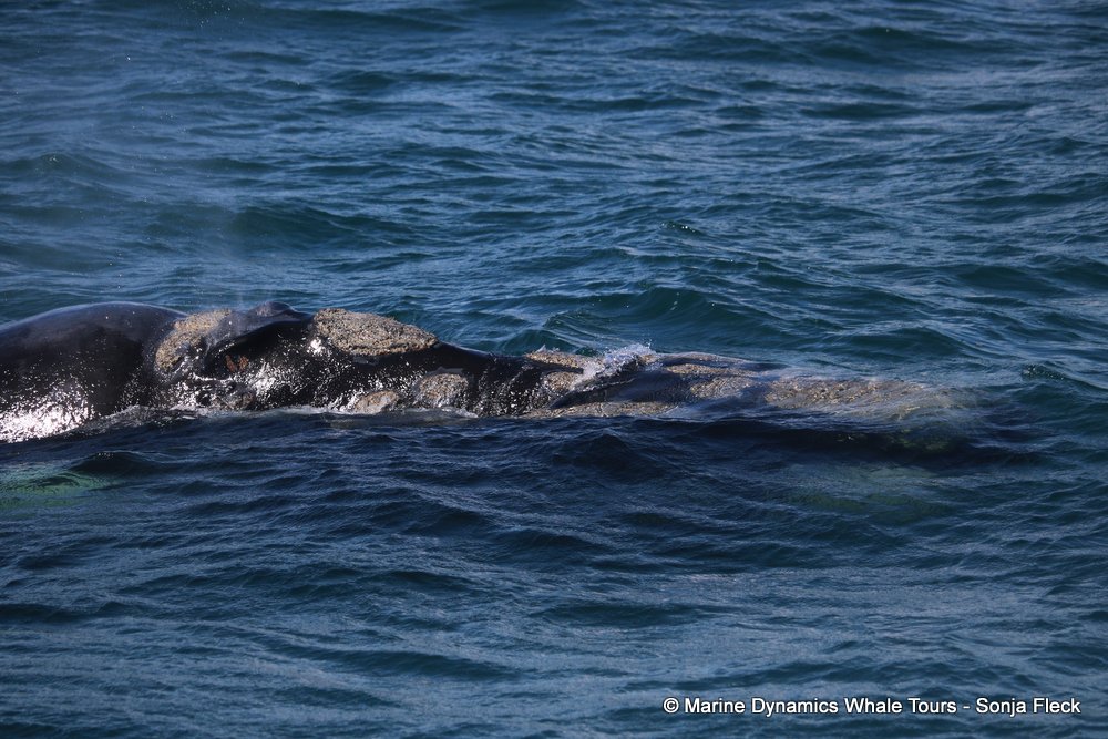 Southern right whale, whale watching, gansbaai, south africa,