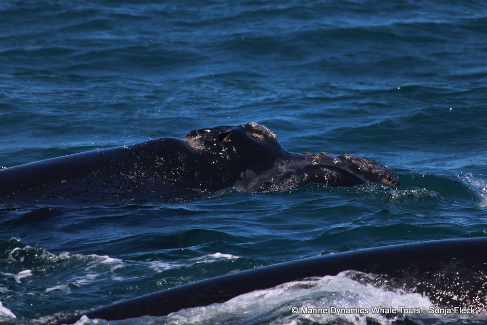 Southern right whale, whale watching, gansbaai, south africa,