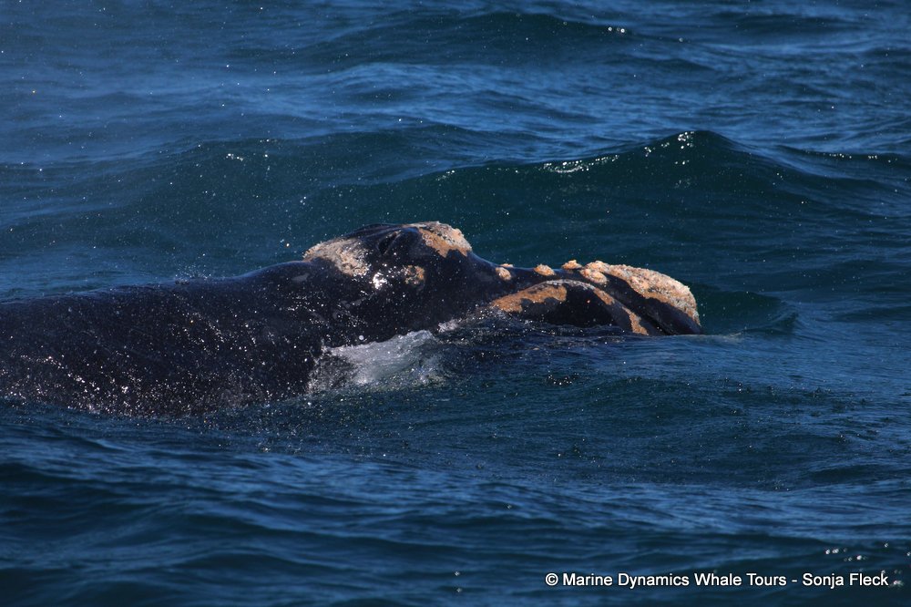 Southern right whale, whale watching, gansbaai, south africa,