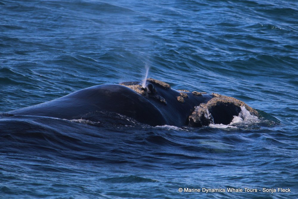 Southern right whale, whale watching, gansbaai, south africa,