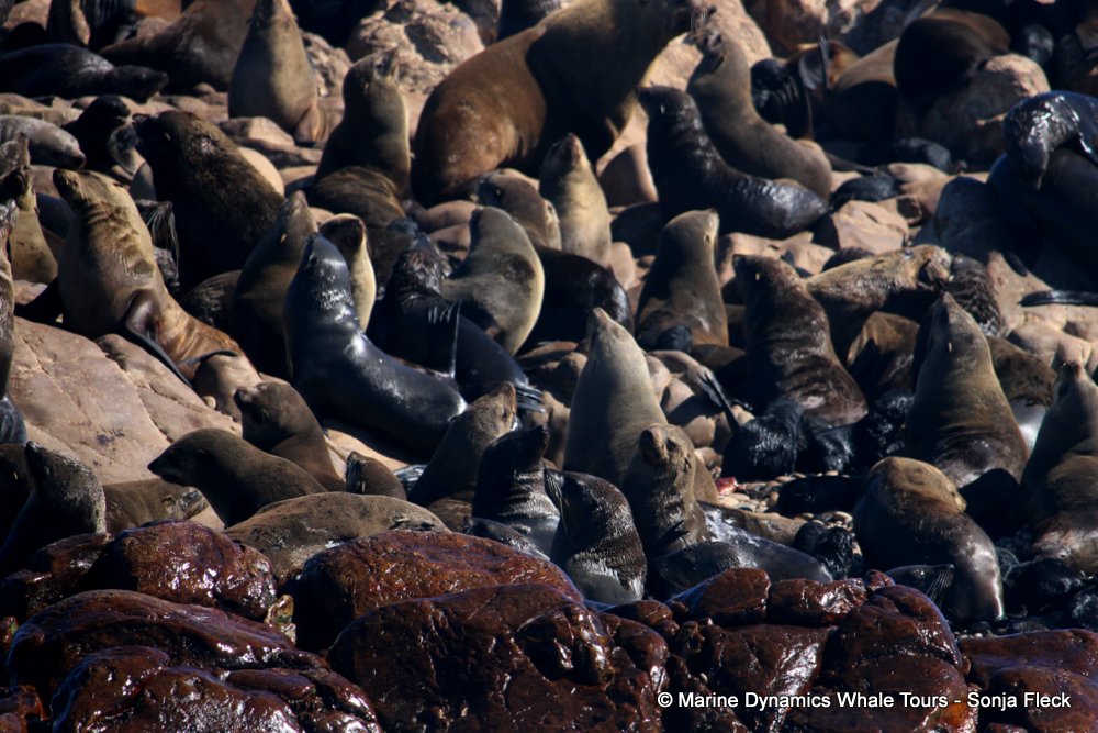 cape fur seal, whale watching, gansbaai, south africa