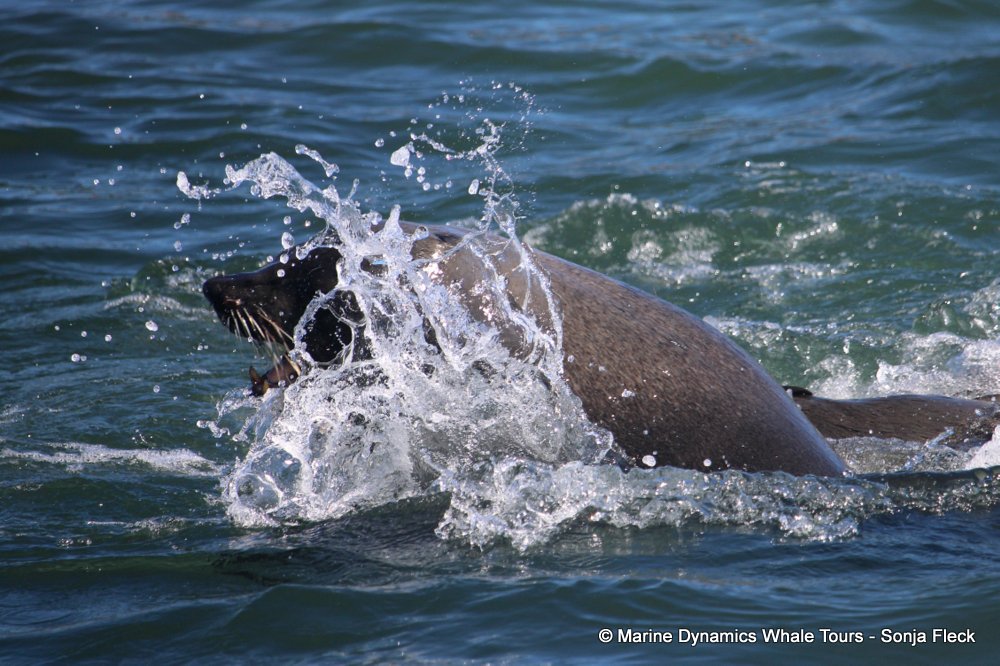 cape fur seal, whale watching, gansbaai, south africa,