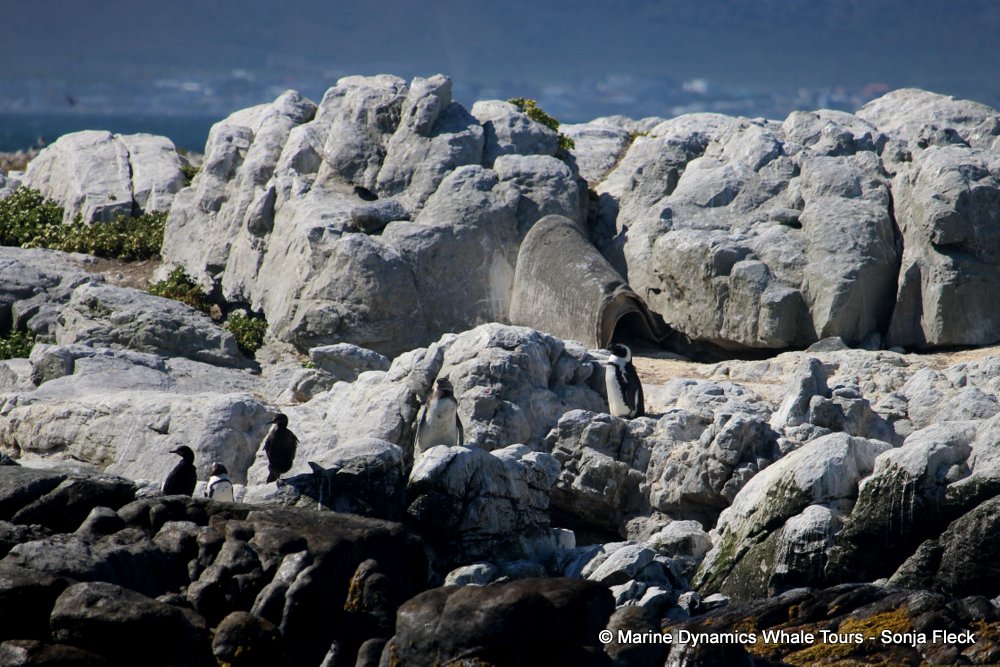 african penguin, whale watching, gansbaai, south africa