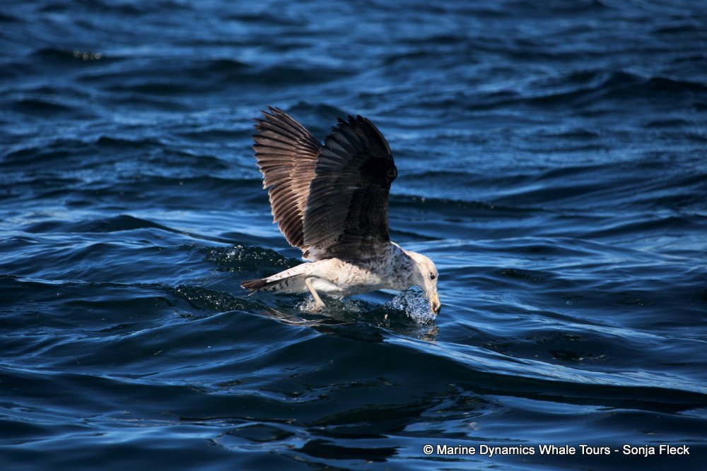 Kelp Gull, whale watching, gansbaai, south africa,