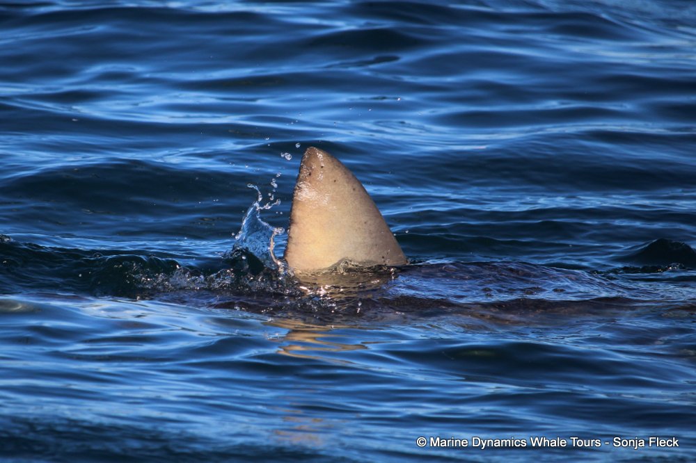bronze whaler shark, whale watching, gansbaai, south africa,