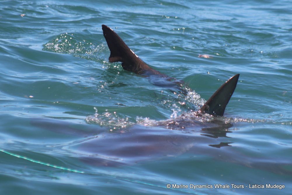 bronze whaler shark, whale watching, gansbaai, south africa,