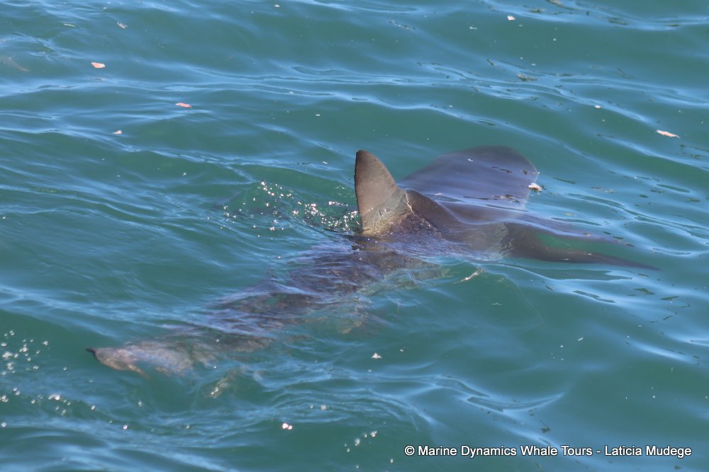 bronze whaler shark, whale watching, gansbaai, south africa,